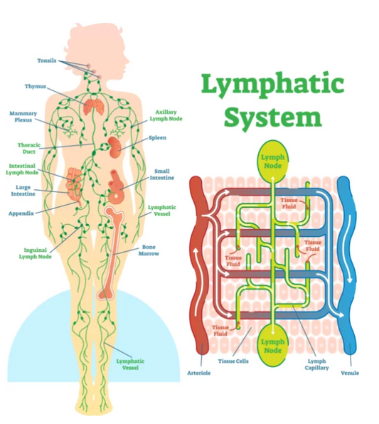 Yoga for Lymphatic Drainage: How to Use Yoga to Support Your Immune Health
