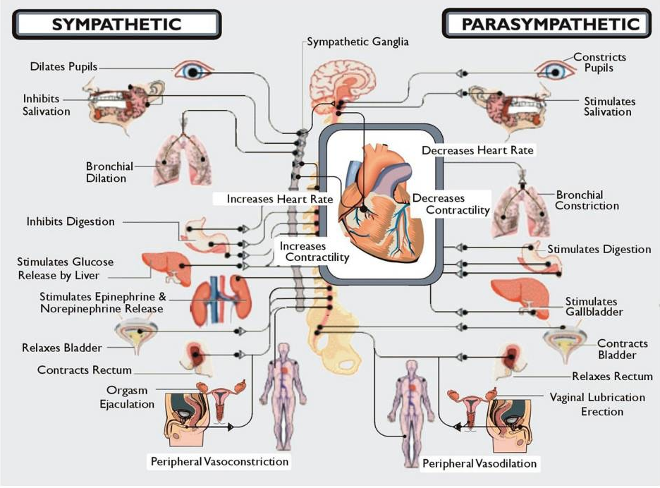 Yoga for the Vagus Nerve